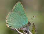 Green Hairstreak - Butterfly species | PEPLIS JISHEBI | პეპლის ჯიშები