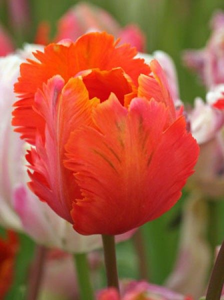 Orange Favourite