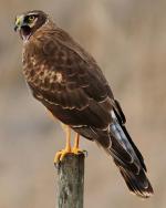 Northern Harrier - Bird Species | Frinvelis jishebi | ფრინველის ჯიშები