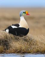 King Eider - Bird Species | Frinvelis jishebi | ფრინველის ჯიშები