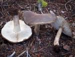 Melanoleuca evenosa - fungi species list A Z