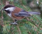 Chestnut-backed Chickadee - Bird Species | Frinvelis jishebi | ფრინველის ჯიშები