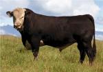 Hays Converter | Cow | Cow Breeds