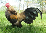 Old English Game | Chicken | Chicken Breeds