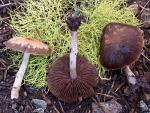 Psathyrella ellenae var. yubaensis  - Fungi Species | sokos jishebi | სოკოს ჯიშები
