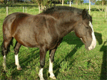 Criollo | Horse | Horse Breeds