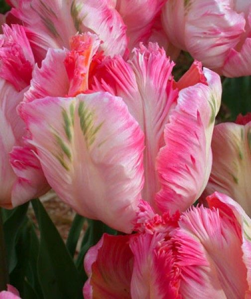 Apricot Parrot -                                                         Tulip Species | TITA | ტიტა                                                        
