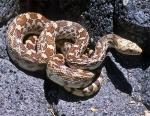 Pituophis catenifer affinis - Sonoran Gopher Snake | Snake Species
