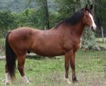 American Warmblood Horse | Horse | Horse Breeds
