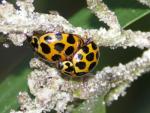 Common Spotted Ladybirds mating - Ladybird species | CHIAMAIAS JISHEBI | ჭიამაიას ჯიშები