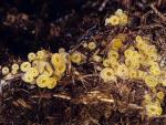 Byssonectria terrestris - fungi species list A Z