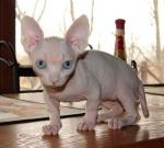 Bambino | Cat | Cat Breeds