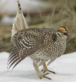 Sharp-tailed Grouse - Bird Species | Frinvelis jishebi | ფრინველის ჯიშები