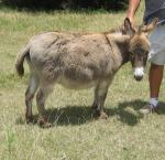 Miniature Donkey - donkeys breeds | viris jishebi | ვირის ჯიშები