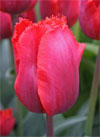 Arma -                                                         Tulip Species | TITA | ტიტა                                                        