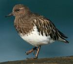 Black Turnstone - Bird Species | Frinvelis jishebi | ფრინველის ჯიშები