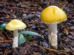 Stropharia ambigua - fungi species list A Z