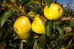 Golden Delicious - Apple Varieties list a - z  
