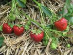 Daroyal - Strawberry  Varieties | marwyvis jishebi | მარწყვის ჯიშები