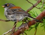 Yellow-eyed Junco - Bird Species | Frinvelis jishebi | ფრინველის ჯიშები