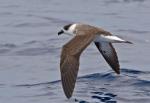 Bermuda Petrel - Bird Species | Frinvelis jishebi | ფრინველის ჯიშები