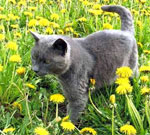 Russian Blue | Cat | Cat Breeds