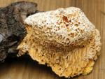 Pycnoporellus alboluteus - Fungi Species | sokos jishebi | სოკოს ჯიშები