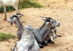 Jining Grey Goat | Goat | Goat Breeds