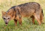 Crab-Eating Fox - fox species | melias jishebi | მელიას ჯიშები