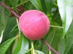 Sugar May | Peach Species 