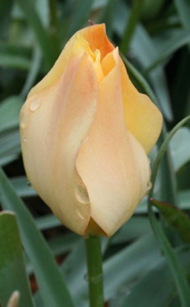 Beauty of Apeldoorn -                                                         Tulip Species | TITA | ტიტა                                                        