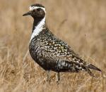 American Golden-Plover - Bird Species | Frinvelis jishebi | ფრინველის ჯიშები