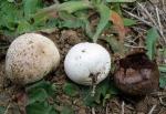 Bovista pila - Fungi Species