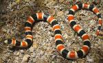 SONORAN SHOVEL-NOSED SNAKE  <br />   Chionactis palarostris | Snake Species