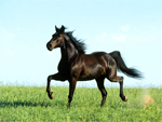 Missouri Fox-Trotter | Horse | Horse Breeds