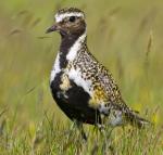 European Golden-Plover - Bird Species | Frinvelis jishebi | ფრინველის ჯიშები