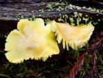 Hygrocybe virescens - fungi species list A Z