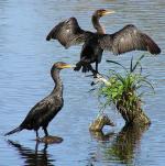 Double-crested Cormorant - Bird Species | Frinvelis jishebi | ფრინველის ჯიშები