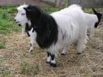 Myotonic (Wooden Leg) Goat | Goat | Goat Breeds