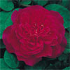 Sophy's Rose