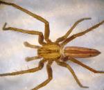 Grass Spider - Spider species | OBOBAS JISHEBI | ობობას ჯიშები