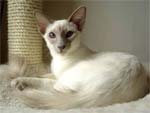 Balinese and Javanese | Cat | Cat Breeds