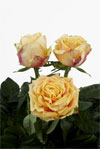 Apricot Delicious - Rose Varieties | VARDI |  ვარდი                                                                                                                