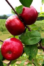 Royal Court - Apple Varieties list a - z  