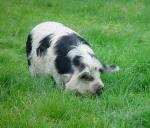 Kunekune - pig breeds | goris jishebi | ღორის ჯიშები