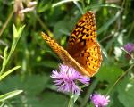 S W Fritillary | Butterfly species