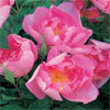 Cordelia  - Rose Varieties | VARDI |  ვარდი                                                                                                                