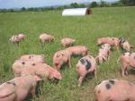 Spots | Pig | Pig Breeds