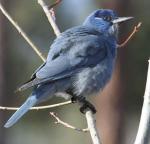 Pinyon Jay - Bird Species | Frinvelis jishebi | ფრინველის ჯიშები