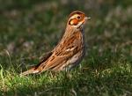 Little Bunting - Bird Species | Frinvelis jishebi | ფრინველის ჯიშები